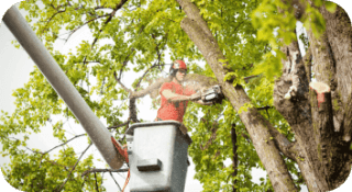 Tree Trimming in Middletown, DE