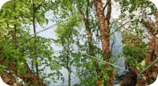 Tree Cabling in West Chester, Pennsylvania